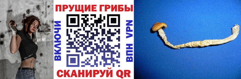 мега ССЫЛКА  Завитинск  Галлюциногенные грибы Psilocybe 